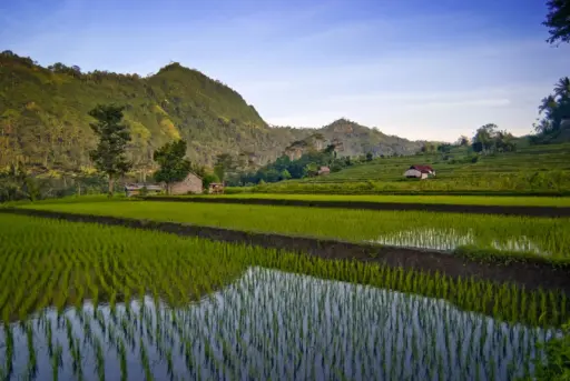 Lush green rice terraces of Sidemen Valley in Bali, with newly planted rice shoots reflecting in the water. In the background, forested hills rise under a clear blue sky, with a few small farmhouses nestled in the fields.