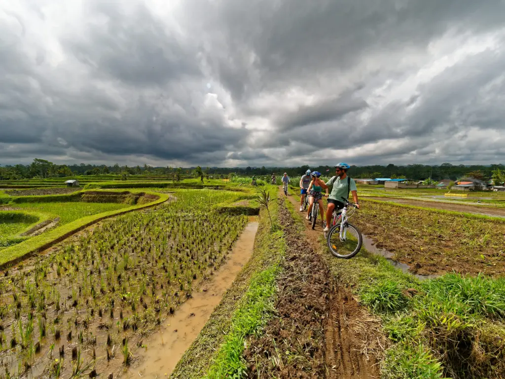 A group of people on mountain bikes ride along a muddy path through lush green rice fields in Bali under a dramatic, cloudy sky.